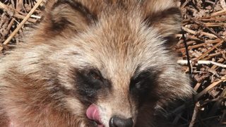 211231　0951　ﾀﾇｷ　顔　ｱｯﾌﾟ